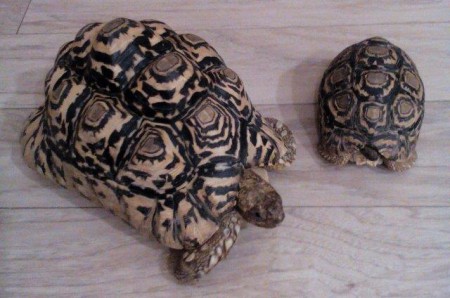 Moje korytnačky leopardie